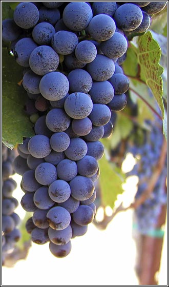 Grapes on the vine.